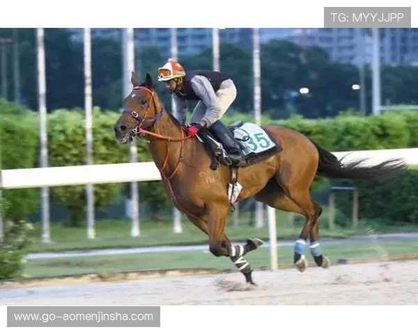 澳门赛马日程表2024完整版，详细介绍每场比赛时间及赛事亮点